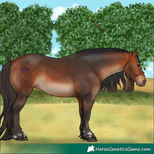 Horse Color:Bay  and Bay 