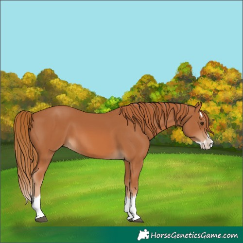 Horse Color:Chestnut Splash 
