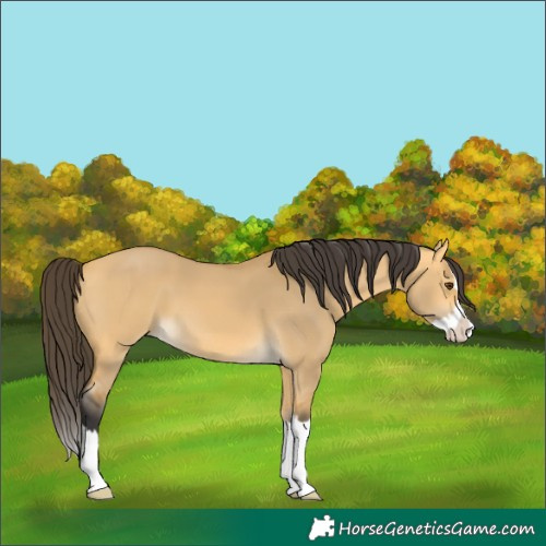 Horse Color:Buckskin Dun Splash