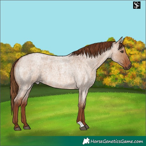 Horse Color:Red Dun Roan 