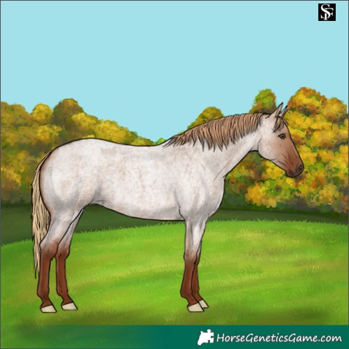 Horse Color:Red Dun Roan 