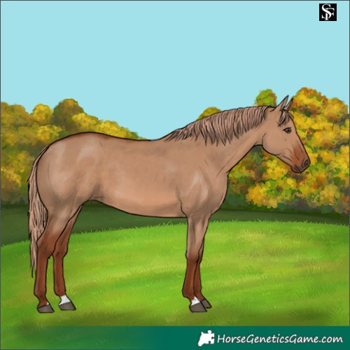 Horse Color:Red Dun