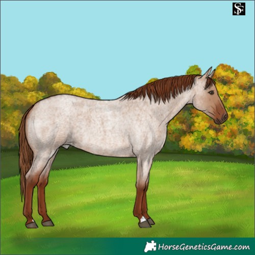 Horse Color:Red Dun Roan 