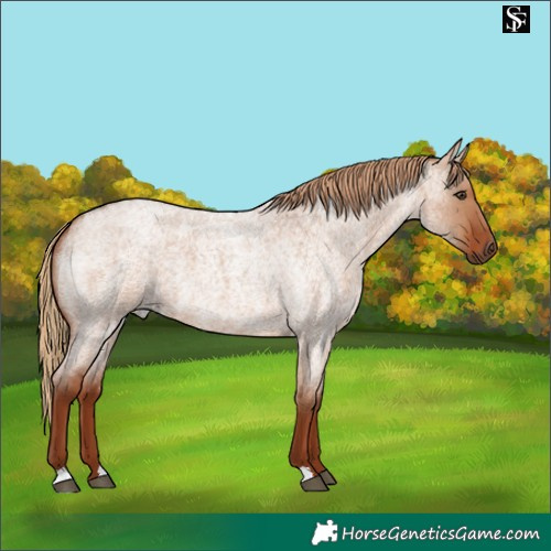 Horse Color:Red Dun Roan 