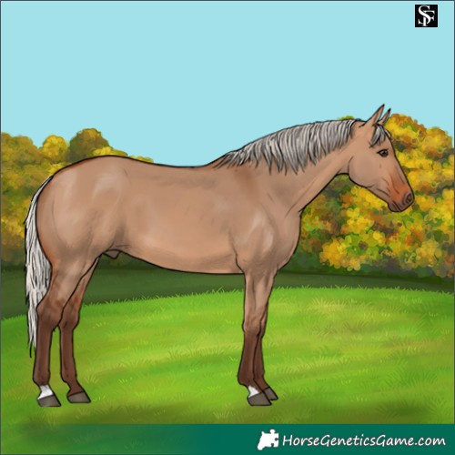 Horse Color:Silver Bay Dun 