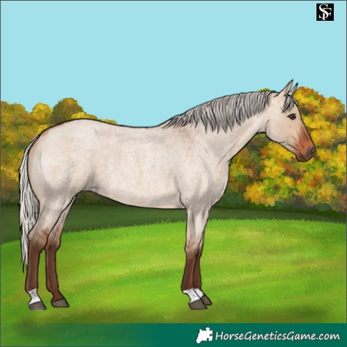 Horse Color:Silver Bay Roan Dun