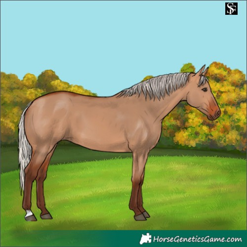 Horse Color:Silver Bay Dun 