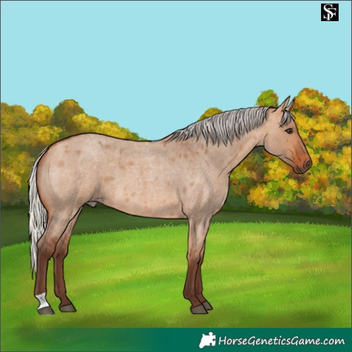 Horse Color:Silver Bay Roan Dun 