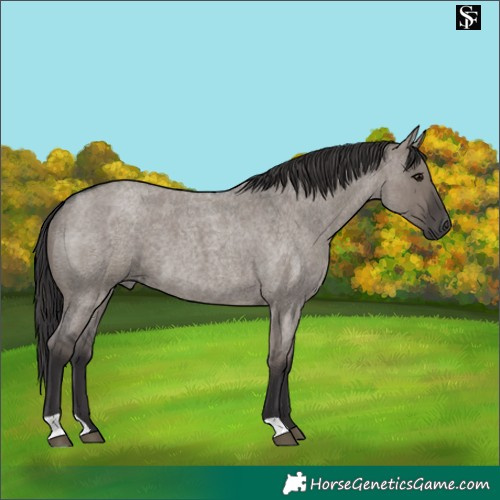 Horse Color:Smoky Grullo Roan 