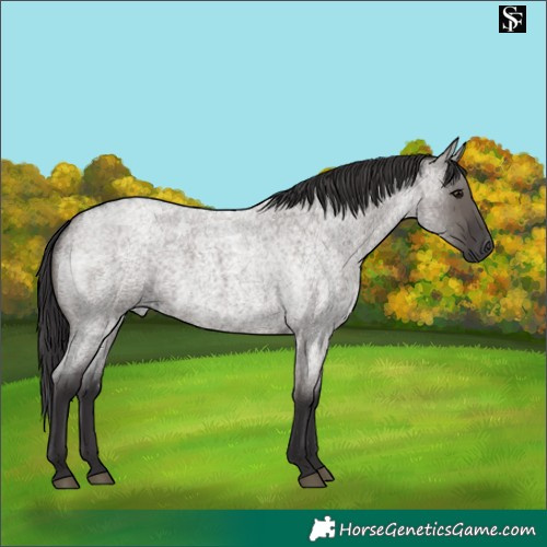 Horse Color:Smoky Grullo Roan 