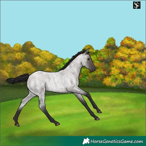 Horse Color:Smoky Grullo Roan