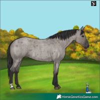 Horse Color:Smoky Grullo Roan
