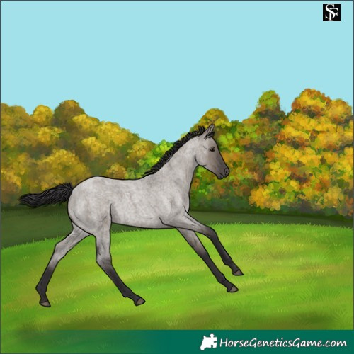 Horse Color:Smoky Grullo Roan