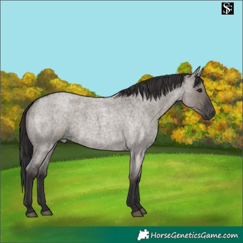 Horse Color:Smoky Grullo Roan