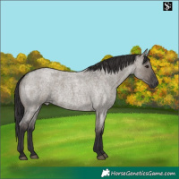 Horse Color:Smoky Grullo Roan 