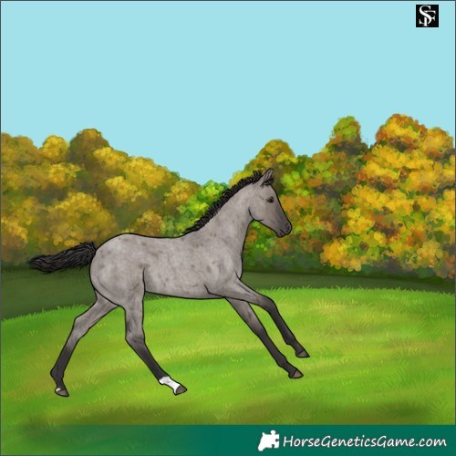 Horse Color:Smoky Grullo Roan 