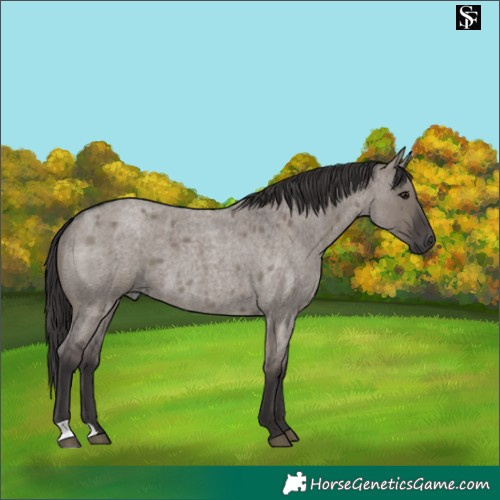 Horse Color:Smoky Grullo Roan 