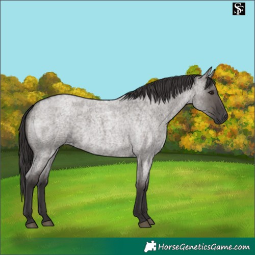 Horse Color:Smoky Grullo Roan 