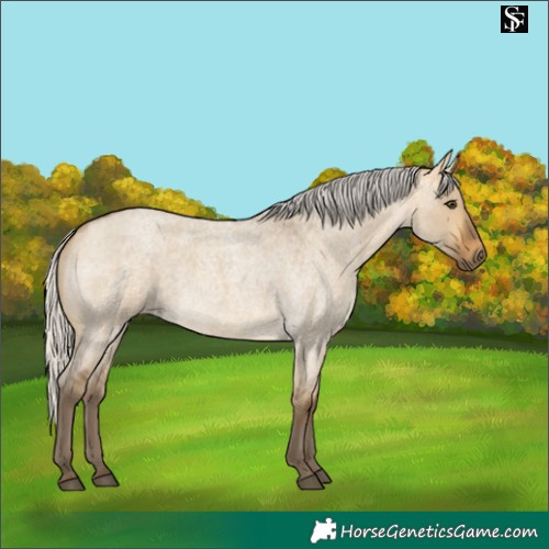 Horse Color:Silver Buckskin Roan Dun 