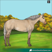 Horse Color:Silver Buckskin Dun