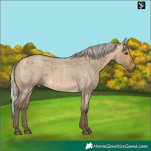 Horse Color:Silver Buckskin Roan Dun 