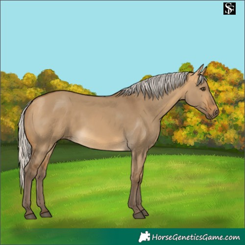 Horse Color:Silver Buckskin Dun