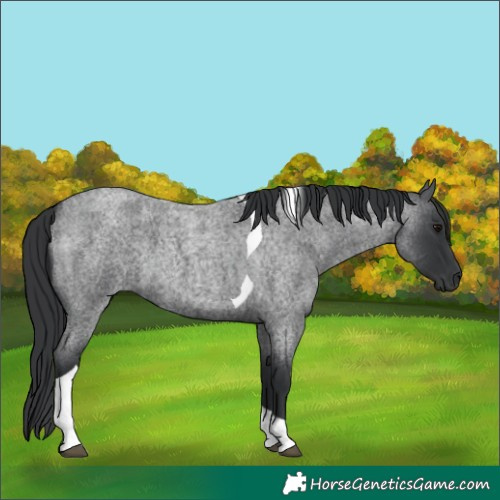 Horse Color:Blue Roan Tobiano 