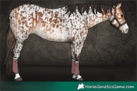 Horse Color:Bay and Bay Near Leopard