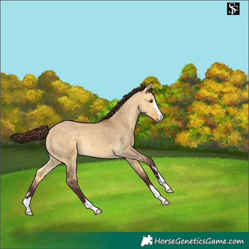 Horse Color:Chocolate Buckskin Dun 