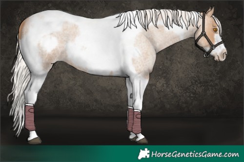 Horse Color:Silver Blue Roan Pearl Tobiano Frame