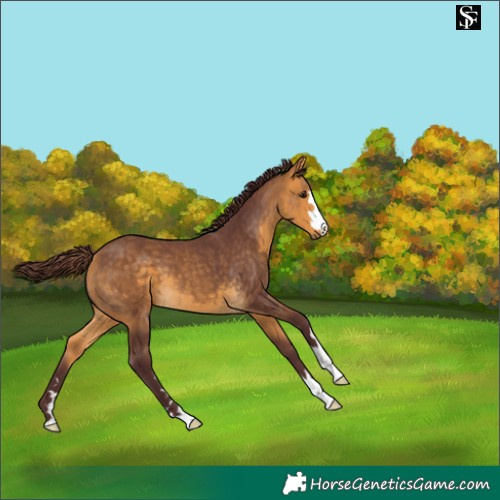 Horse Color:Chocolate Buckskin