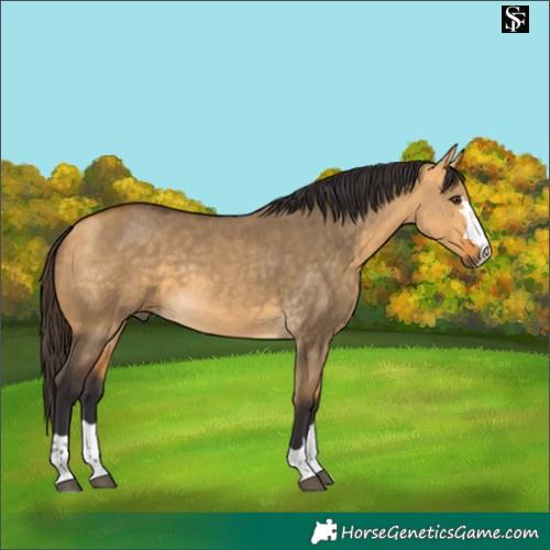 Horse Color:Buckskin Dun