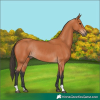 Horse Color:Bay Rabicano