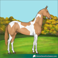 Horse Color:Chestnut Tobiano