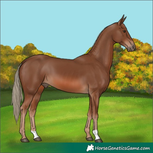 Horse Color:Chestnut 