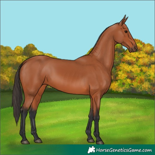 Horse Color:Bay 