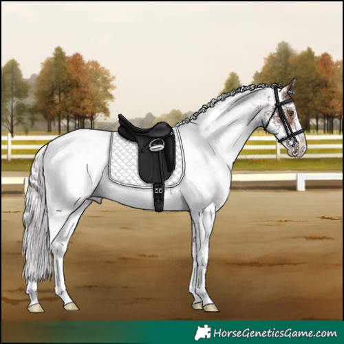 Horse Color:White Spotted Silver Brown Appaloosa Rabicano