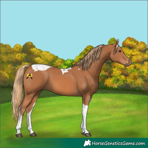 Horse Color:Chestnut Tobiano