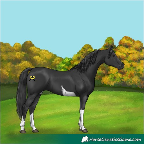 Horse Color:Black Tobiano