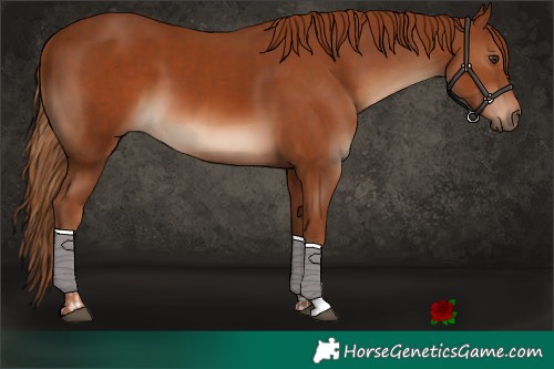 Horse Color:Chestnut  and Chestnut 