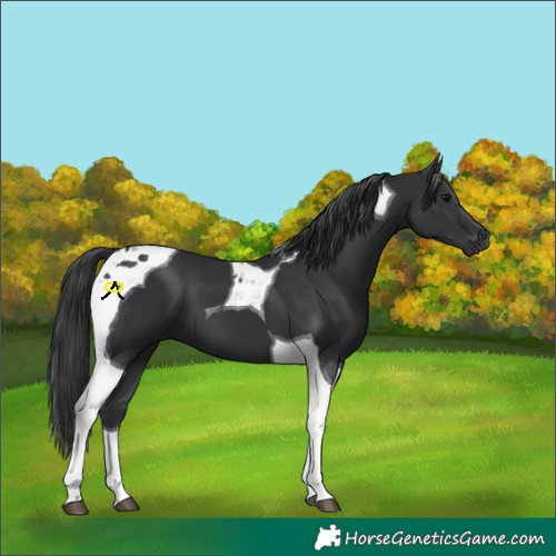 Horse Color:Black Tobiano 