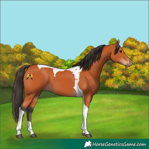 Horse Color:Bay Tobiano