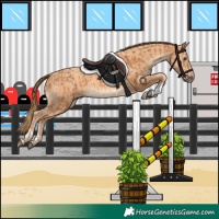 Horse Color:Chestnut  and Gold Champagne 