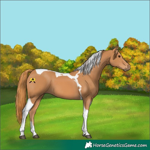 Horse Color:Chestnut Tobiano