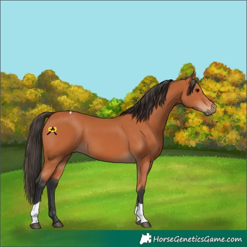 Horse Color:Bay Tobiano