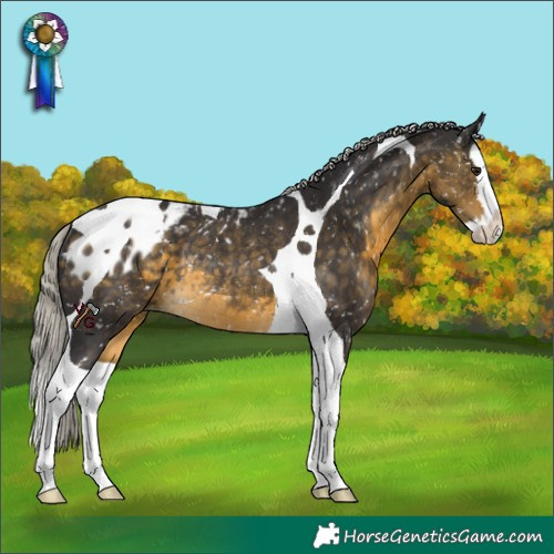 Horse Color:Silver Buckskin Splash Tobiano Skewed Appaloosa Rabicano 