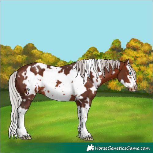 Horse Color:White Spotted Silver Brown Splash Frame Skewed Appaloosa
