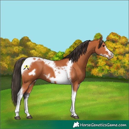 Horse Color:Bay Tobiano Frame