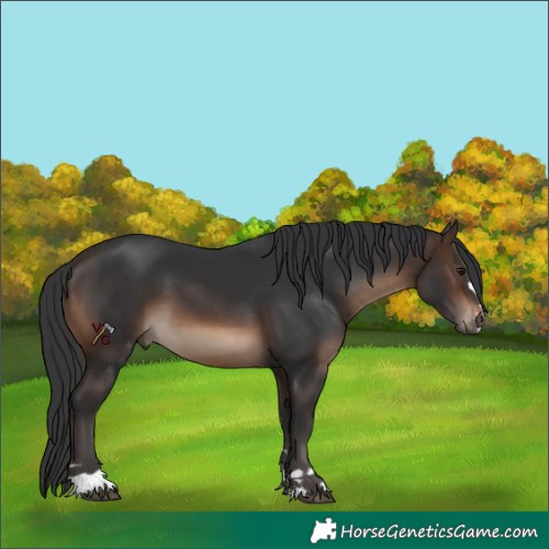 Horse Color:Brown