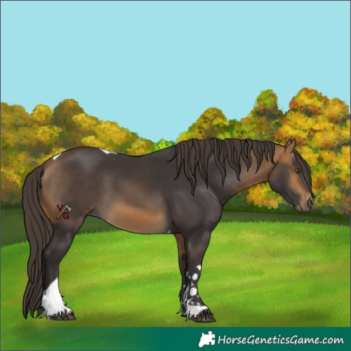 Horse Color:Buckskin Tobiano 